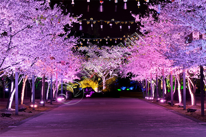 樹(shù)木夜景照明